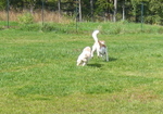 IMG_4109.jpg