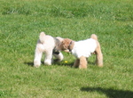 IMG_4123.jpg