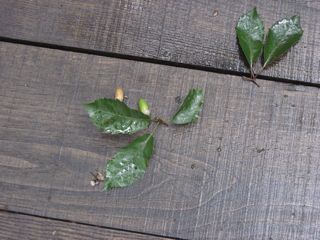 IMG_4682.jpg